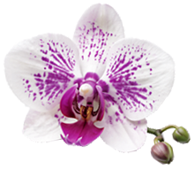 Blüte